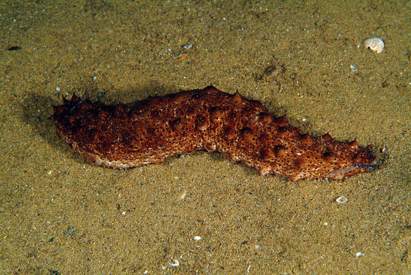 Holothuria forskali